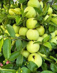 Guava Plant